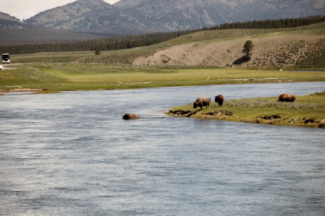 parknarodowyyellowstone6.jpg